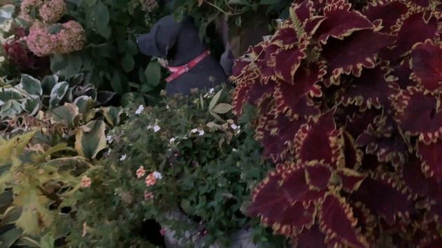 End of September Garden Tour (part 2) 🍁 Fall Garden tour | Front Garden | mums blooming | zone 4 🍂 смотреть онлайн