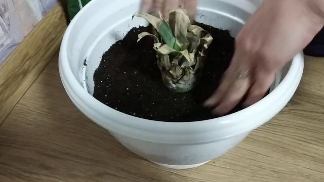 Первая посадка ананаса. смотреть онлайн