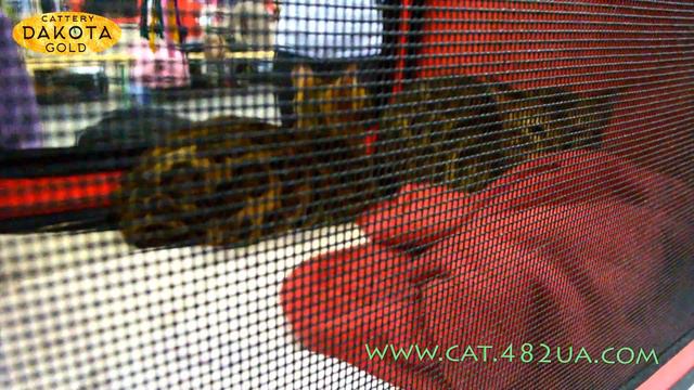 Бенгальская кошечка на выставке 10 12 2016 Линда смотреть онлайн