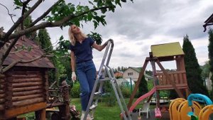 Стрижка клена гиннала