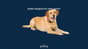 Puppy Breeds Pros and Cons of the Labrador Retriever