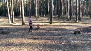 Дрессированный цвергпинчер. От щенка до служебника.