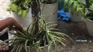 How to use 4ft Coco Pole | Repotting houseplants with Coco Pole | Gardening Ideas