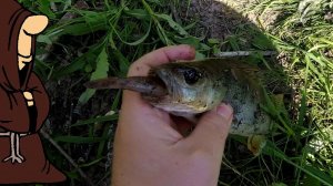 А Рыбалка-то налаживается потихоньку Окунь ловится на живца на реке Сок