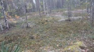 Коп металла в лесу,куча траков, такого ещё не было