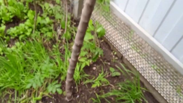 Яблоньки дали первые цветы, что я для этого предпринимала?! ???