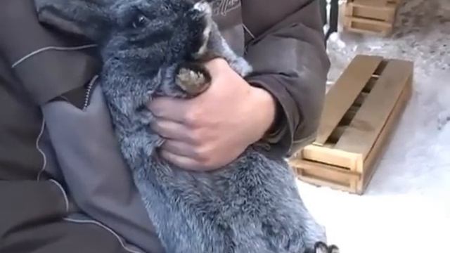 Спаривание кроликов смотреть онлайн