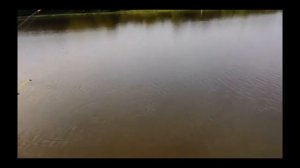 Ловля сазана в мае