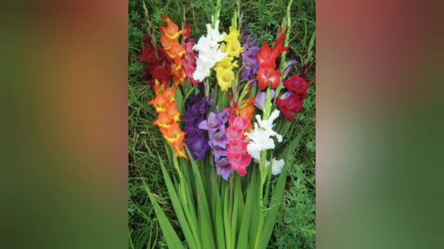 LEČENJE PLAMENJAČE GLADIOLA, GLADIOLUS BOTRYTIS смотреть онлайн