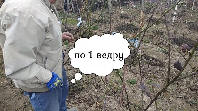 Бесшипная ежевика Натчез. В гостях у дедушки.