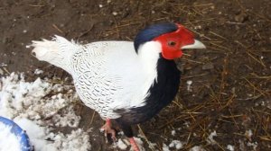 Выращивание фазанов на мясо и для охоты как бизнес идея