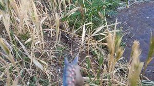 Лошади шляйх играют в прятки