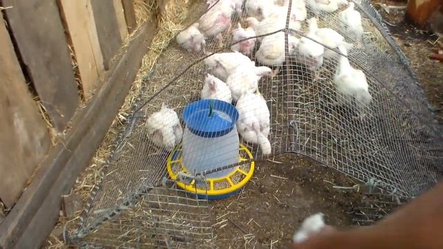 Взвешивание бройлеров 21 августв 2017 год возраст 1 месяц смотреть онлайн