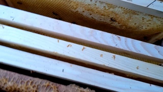 Ловушки сработали первые рои, рои сами летят на пасеку 30.05.2021 смотреть онлайн