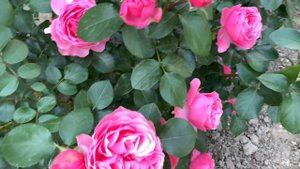 Роза «Леонардо да Винчи» (Rosе «Leonardo da Vinci») Meilland г. Киев  июнь  2021 г.