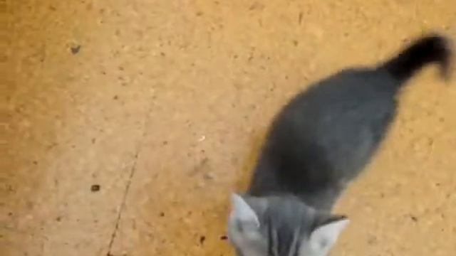 Котенок вместо дерева лезет по ноге смотреть онлайн