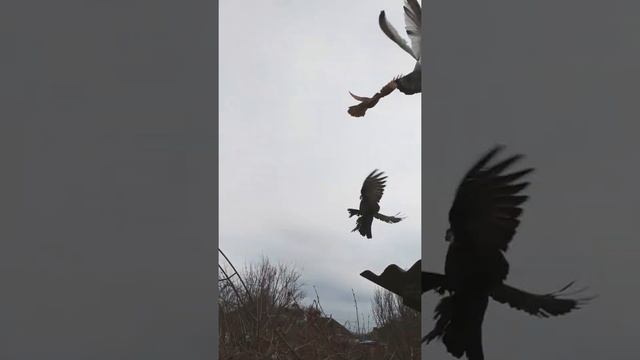 Армавирский короткоклювые бойные голуби смотреть онлайн