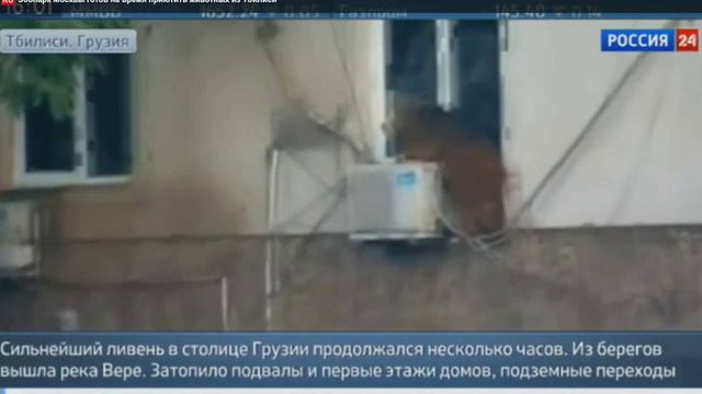 Зоопарк Москвы готов на время приютить животных из Тбилиси смотреть онлайн