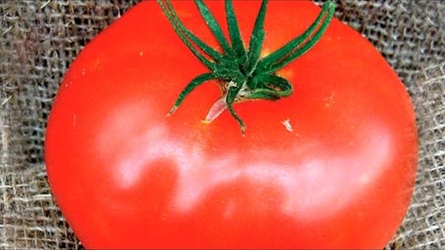 Томаты устойчивые к болезням. Эти сорта томатов позволят вам добиться максимального урожая