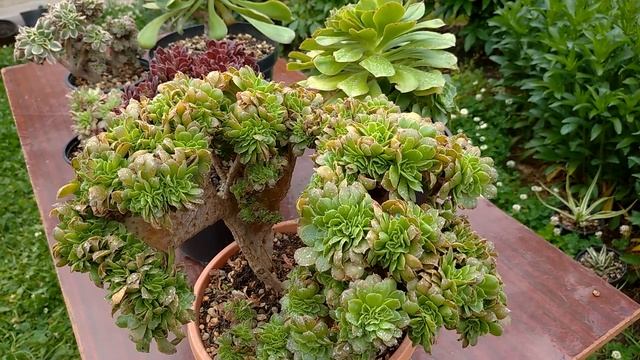 Почему эониумы становятся кристатными // Why aeoniums turn crested