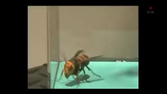 Гигантский японский шершень против орхидейного богомола смотреть онлайн