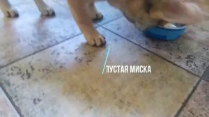 Натуральное питание для французского бульдога