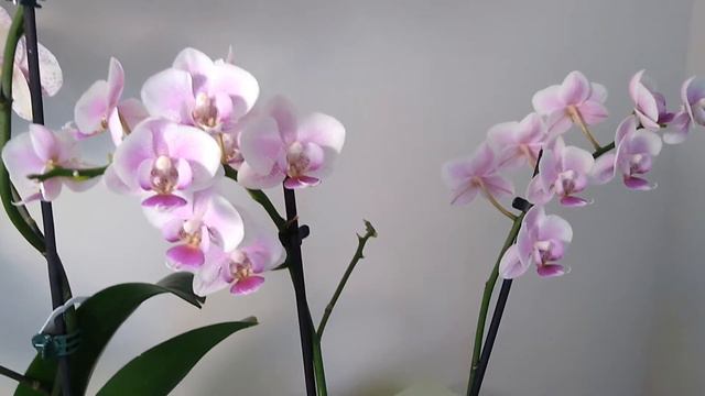 How to water the newly purchased phalaenopsis（English version） смотреть онлайн