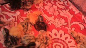 Разведение перепелок в домашних условиях .