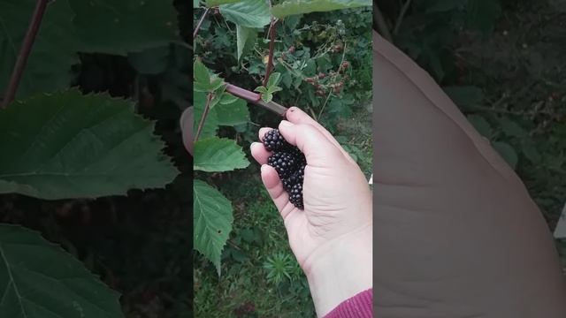 Урожайная  и крупная ежевика без шипов и уход за ней