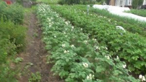 Картофель отцветает  Картофель в сдвоенных ( спаренных ) рядах после второго окучивания