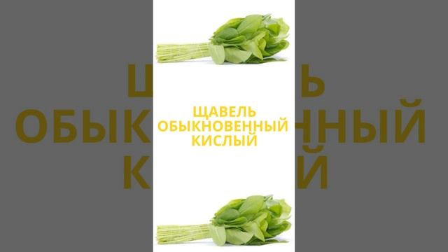 Щавель обыкновенный кислый #shorts