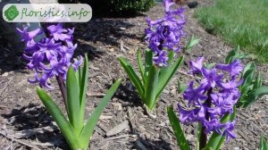 Выращивание гиацинтов в саду и в домашних условиях из луковицы