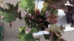 Покупки с ярмарки. Новые гейхеры.  #berrymarmalad #гейхерелла #Firefrost