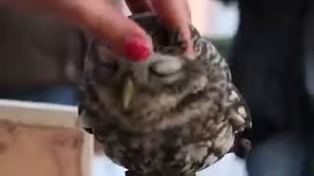 самые очаровательные совы смотреть онлайн