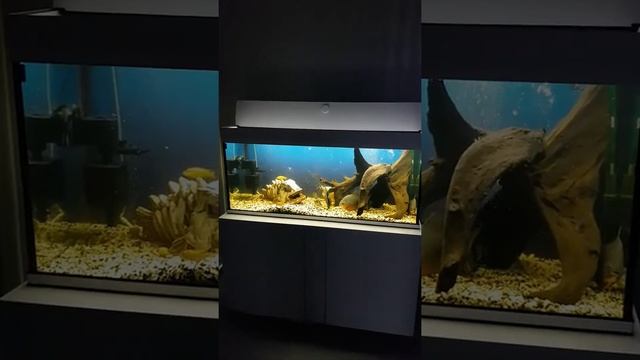 Пираний Паку 2 (Котлас) смотреть онлайн