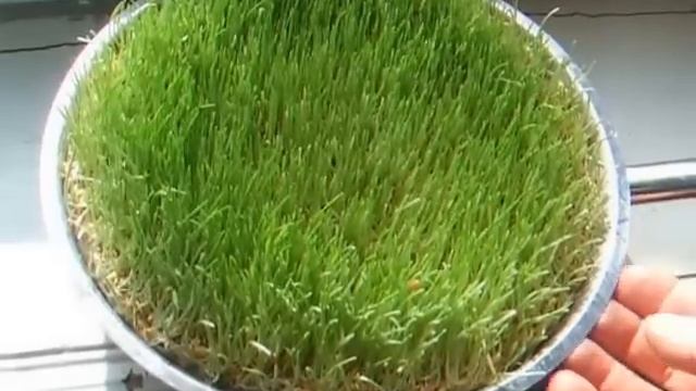Проращиваем зерно для кур - первый опыт