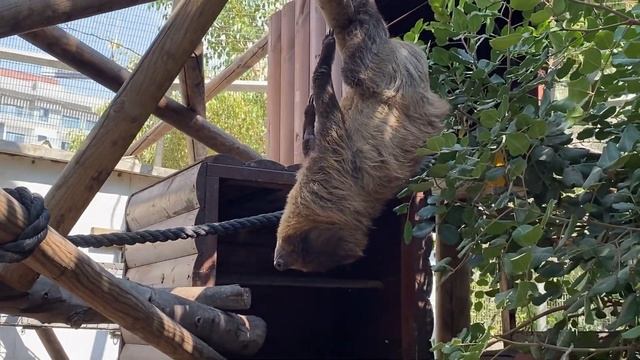 ВИРТУАЛЬНАЯ ПРОГУЛКА С РЕБЕНКОМ ПО ЗООПАРКУ КИРЬЯТ МОЦКИНА ИЗРАИЛЬ ОТ НОВЫХ РЕПАТРИАНТОВ ИЗ МОСКВЫ смотреть онлайн