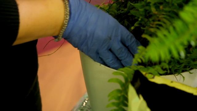 Пересадка комнатных растений смотреть онлайн