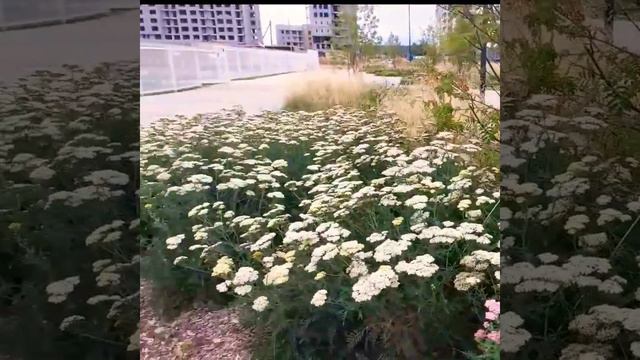 ПРИРОДНЫЙ ЛАНДШАФТ/ ТЫСЯЧЕЛИСТНИК/ЦВЕТОЧНАЯ КЛУМБА В ПРИСТВОЛЕ РЯБИНКИ смотреть онлайн