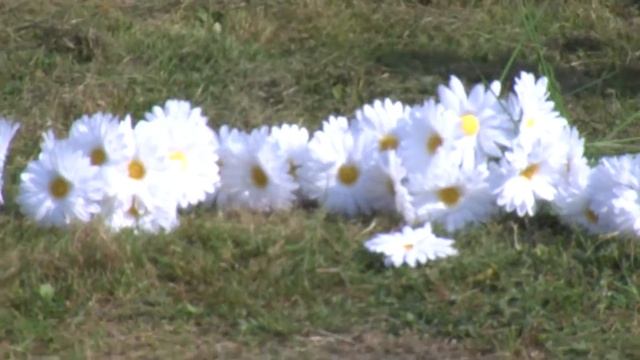 Сосенское   Сентябрьский праздник  Дружные соседи смотреть онлайн