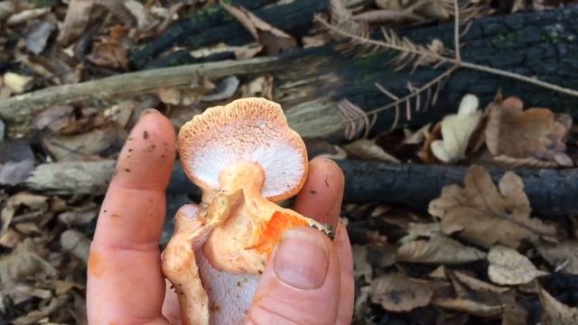 По грибы 19 ноября 2020: сыроежки, рыжики, грибы "лобстеры". Котлетки из сыроежек. Трускавец. смотреть онлайн