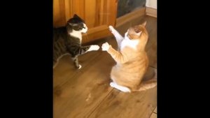 Бесплатные Видео Приколы Про Кошек #13