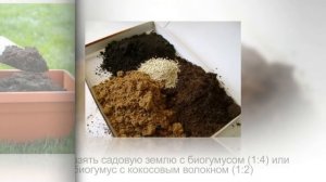 Как вырастить УКРОП на подоконнике. Простой способ выращивания УКРОПА в домашних условиях