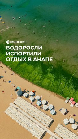 Водоросли испортили отдых в Анапе