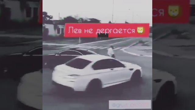 Когда собака лает, лев не дёргается! смотреть онлайн