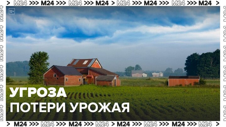 Российские фермеры предупредили об угрозе потери урожая - Москва 24