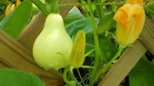 46  Тыква декоративная.  Дачные картинки 2018