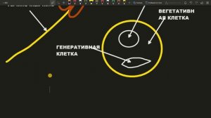 ТЫЧИНКА И ПЫЛЬЦЕВОЕ ЗЕРНО ПЫЛЬЦА СТРОЕНИЕ егэ