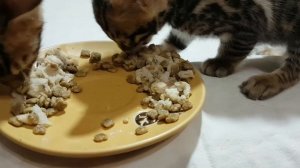 Чем кормить котят.  Корм для котят . Смесь .