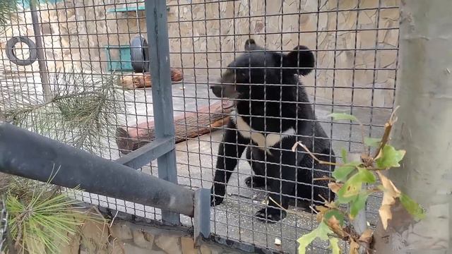 Адвокат Олега Зубкова и ее Тайган.Oleg Zubkov's lawyer and her Taigan смотреть онлайн